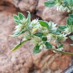 Alternanthera nana at Petermann, NT - 14 Apr 2025 05:50 PM