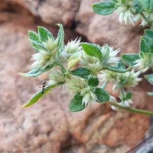 Alternanthera nana at Petermann, NT - 14 Apr 2025 05:50 PM