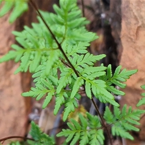 Cheilanthes sieberi subsp. pseudovellea (Mulga Fern) at Petermann, NT - 14 Apr 2025 by trevorpreston