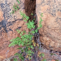Cheilanthes sieberi subsp. pseudovellea at Petermann, NT - suppressed