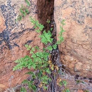 Cheilanthes sieberi subsp. pseudovellea at Petermann, NT - suppressed