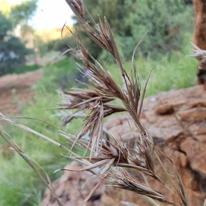 Unverified Grass at Petermann, NT - Yesterday by trevorpreston