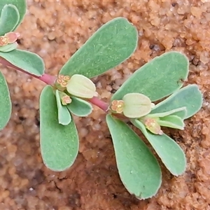 Euphorbia drummondii at Petermann, NT - 14 Apr 2025 05:46 PM