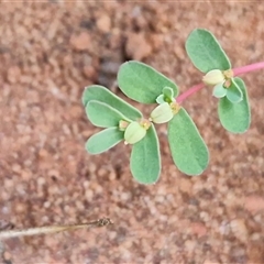 Euphorbia drummondii at Petermann, NT - 14 Apr 2025 05:46 PM