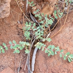 Euphorbia drummondii at Petermann, NT - 14 Apr 2025 05:46 PM