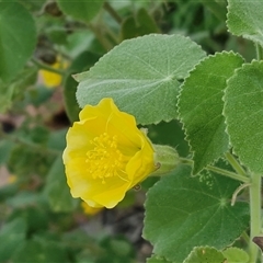 Unverified Other Shrub at Petermann, NT - 14 Apr 2025 by trevorpreston