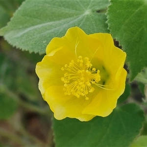 Abutilon leucopetalum at Petermann, NT - 14 Apr 2025 05:44 PM