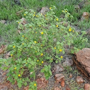 Abutilon leucopetalum at Petermann, NT - 14 Apr 2025 05:44 PM