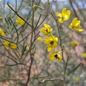 Senna artemisioides subsp. filifolia at Ghan, NT - 14 Apr 2025 02:11 PM