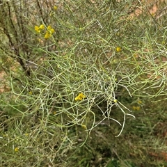 Senna artemisioides subsp. filifolia at Ghan, NT - 14 Apr 2025 02:11 PM