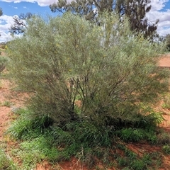 Senna artemisioides subsp. filifolia at Ghan, NT - 14 Apr 2025 02:11 PM