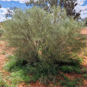 Senna artemisioides subsp. filifolia at Ghan, NT - 14 Apr 2025 02:11 PM
