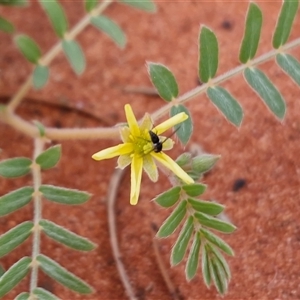 Unverified Other Wildflower or Herb at Ghan, NT - Yesterday by trevorpreston