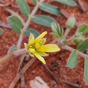Tribulus terrestris at Ghan, NT - 14 Apr 2025 02:10 PM