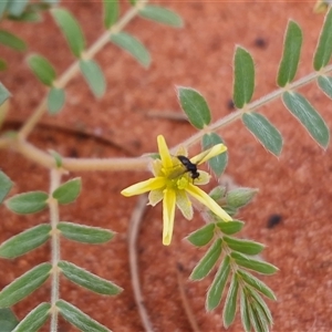 Tribulus terrestris at Ghan, NT - 14 Apr 2025 02:10 PM