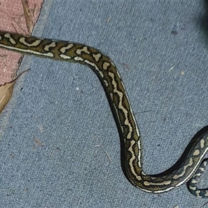 Morelia spilota mcdowelli at suppressed - suppressed