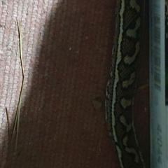 Morelia spilota mcdowelli at suppressed - suppressed