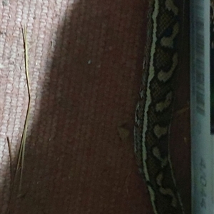 Morelia spilota mcdowelli at Copmanhurst, NSW - suppressed