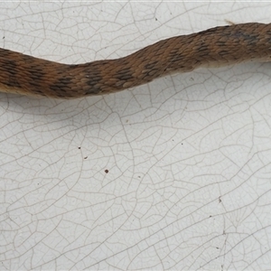 Tropidechis carinatus at Copmanhurst, NSW - suppressed