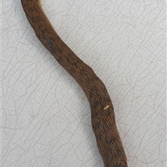 Tropidechis carinatus at Copmanhurst, NSW - suppressed