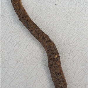 Tropidechis carinatus at Copmanhurst, NSW - suppressed