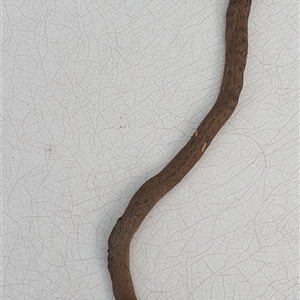 Tropidechis carinatus at Copmanhurst, NSW - suppressed