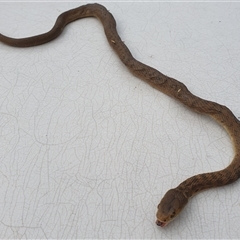Tropidechis carinatus at Copmanhurst, NSW - suppressed