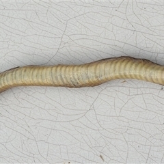 Tropidechis carinatus at Copmanhurst, NSW - suppressed