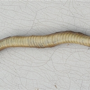Tropidechis carinatus at Copmanhurst, NSW - suppressed