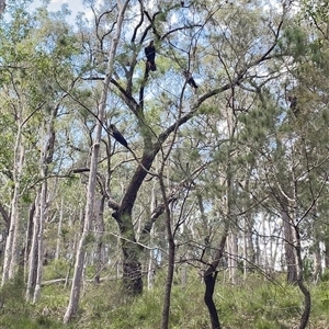 Calyptorhynchus lathami lathami (Glossy Black-Cockatoo) at Illaroo, NSW - 14 Apr 2025 by EmilyBradstock
