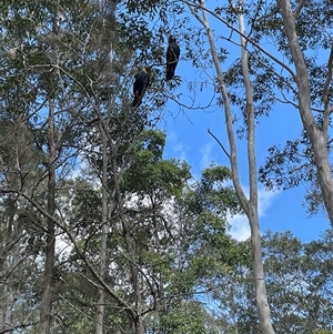 Calyptorhynchus lathami lathami (Glossy Black-Cockatoo) at Illaroo, NSW - 16 Oct 2023 by EmilyBradstock