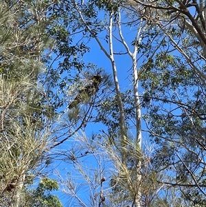 Calyptorhynchus lathami lathami at Illaroo, NSW - suppressed