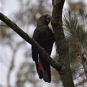 Calyptorhynchus lathami lathami (Glossy Black-Cockatoo) at Illaroo, NSW - 24 Sep 2024 by EmilyBradstock