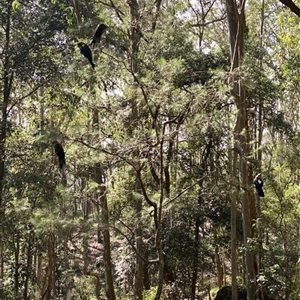 Calyptorhynchus lathami lathami (Glossy Black-Cockatoo) at Illaroo, NSW - 27 Nov 2024 by EmilyBradstock