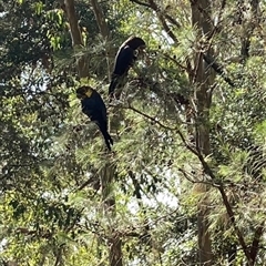 Calyptorhynchus lathami lathami at Illaroo, NSW - suppressed