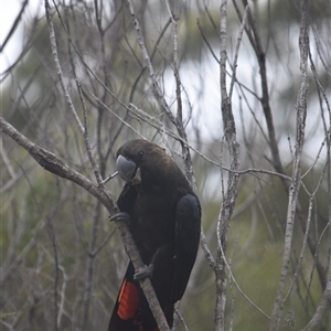 Calyptorhynchus lathami lathami (Glossy Black-Cockatoo) at Jervis Bay Village, JBT - 7 Feb 2025 by EmilyBradstock