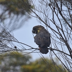 Calyptorhynchus lathami lathami at Jervis Bay Village, JBT - suppressed