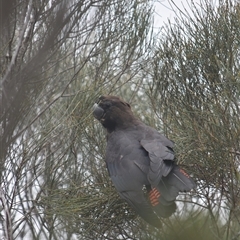 Calyptorhynchus lathami lathami at Jervis Bay Village, JBT - suppressed