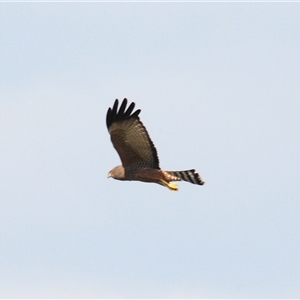 Circus assimilis (Spotted Harrier) at Fyshwick, ACT - 14 Apr 2025 by Harrisi