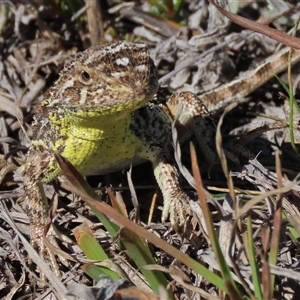 Tympanocryptis osbornei at Dry Plain, NSW - suppressed