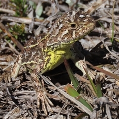 Tympanocryptis osbornei at Dry Plain, NSW - suppressed