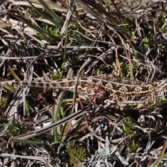 Tympanocryptis osbornei at Dry Plain, NSW - suppressed