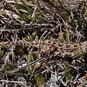 Tympanocryptis osbornei at Dry Plain, NSW - suppressed