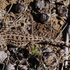 Tympanocryptis osbornei at Dry Plain, NSW - suppressed