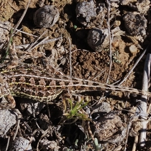 Tympanocryptis osbornei at Dry Plain, NSW - suppressed