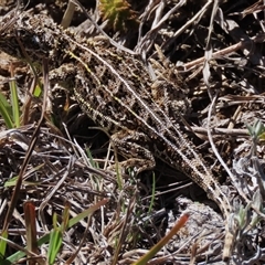 Tympanocryptis osbornei at Dry Plain, NSW - suppressed
