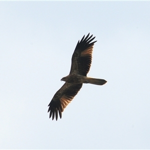 Haliastur sphenurus (Whistling Kite) at Fyshwick, ACT - 14 Apr 2025 by Harrisi