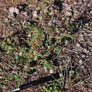 Dysphania pumilio (Small Crumbweed) at Dry Plain, NSW - 8 Apr 2025 by AndyRoo