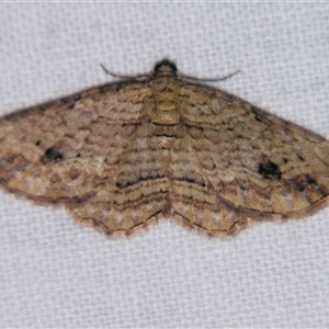 Xanthorhoe anaspila at Bolivia, NSW - suppressed