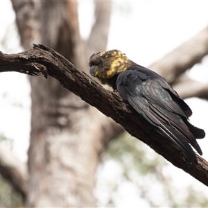 Calyptorhynchus lathami lathami at Exeter, NSW - suppressed